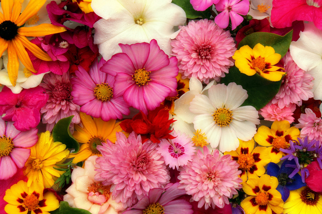 Floral Bouquet Background